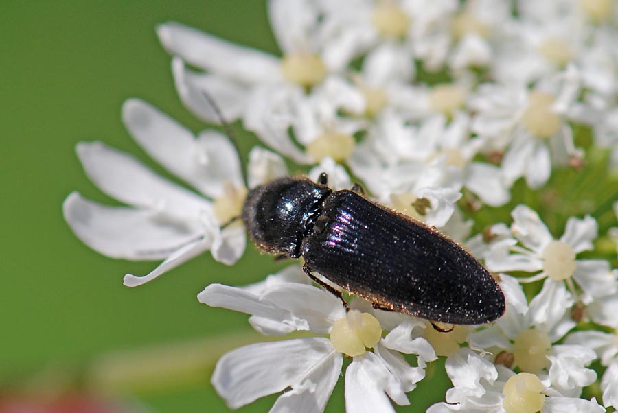 Elateridi  sul monte Civetta da ID. Hemicrepidius hirtus